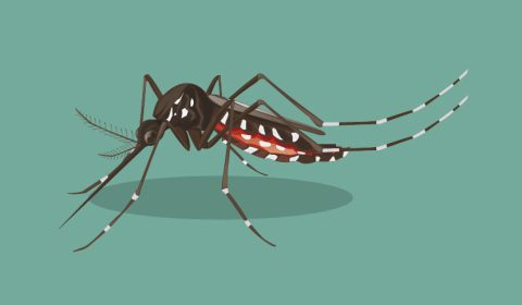 mosquito_small