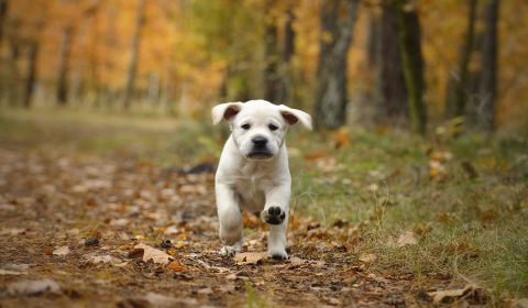 Yellow Labrador retriever puppy in autumn scenery
